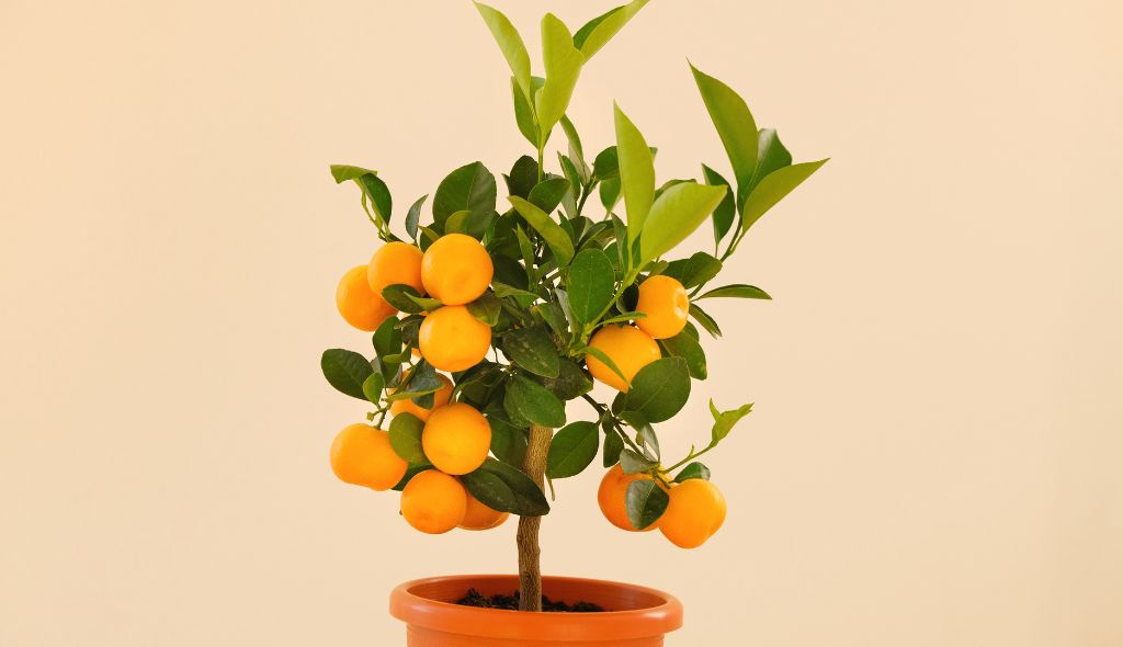 Pé de tangerina repleto de frutos plantado em vaso por meio de alporquia