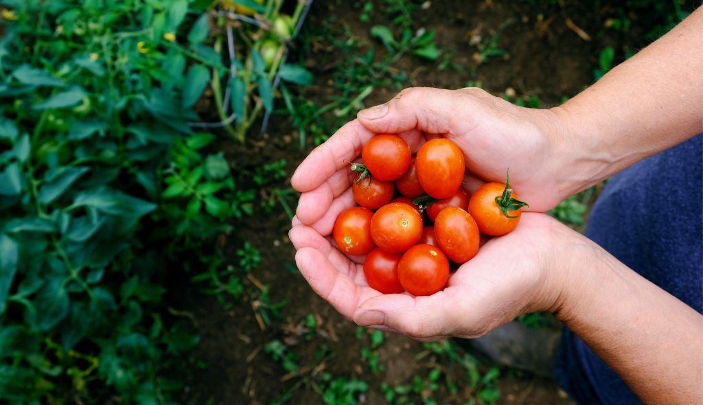 Mãos em concha mostrando uma porção de tomates-cerja maduro.