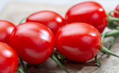 Como plantar tomate-cereja