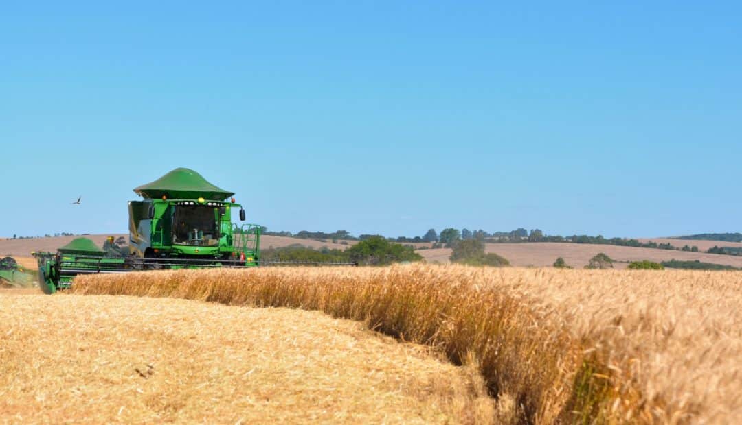 Cultivo de trigo no Brasil