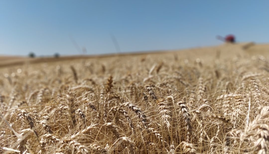 Área de cultivo de trigo