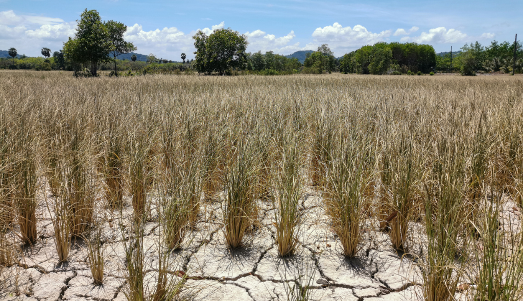Plantação em solo afetado pelas secas, uma das causas de cobertura do Proagro
