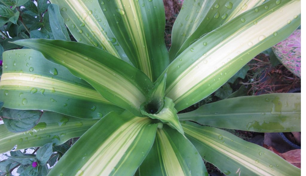 Dracaena fragrans ou dracena pau d’água molhada