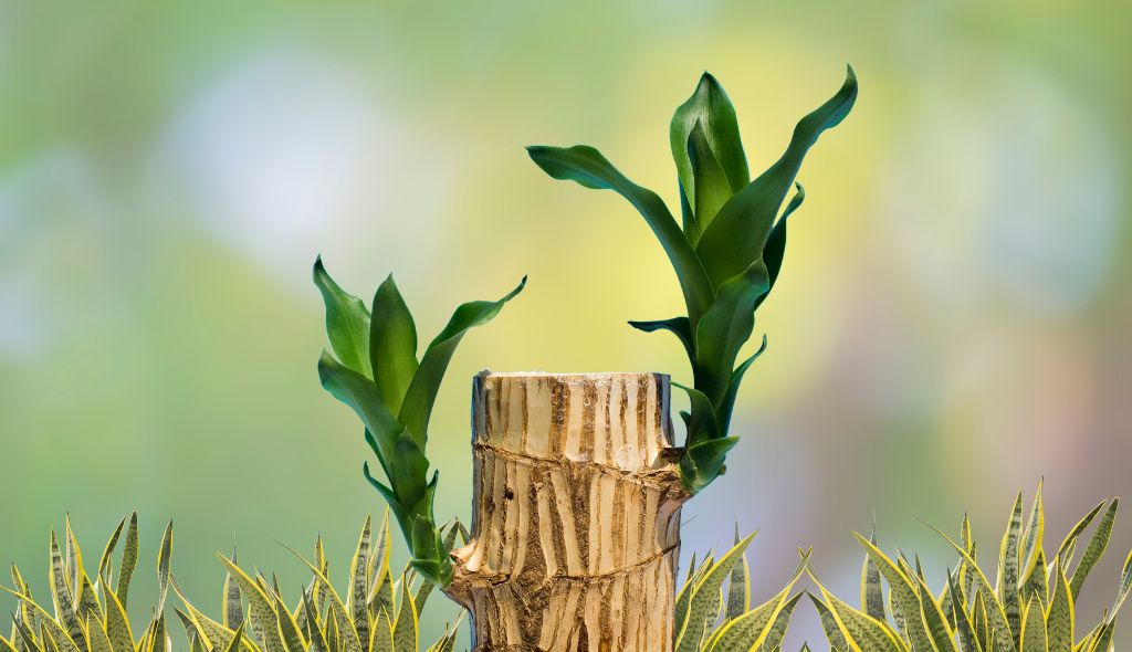 Caule da dracena podado e dois brotos laterais