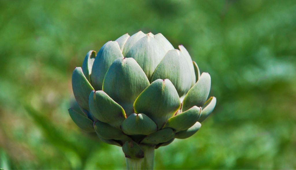 Flor de alcachofra sob fundo desfocado verde