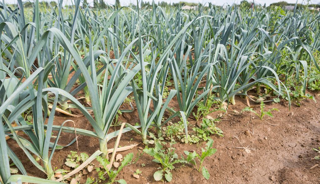 Plantação de alho-poró em estágio de colheita