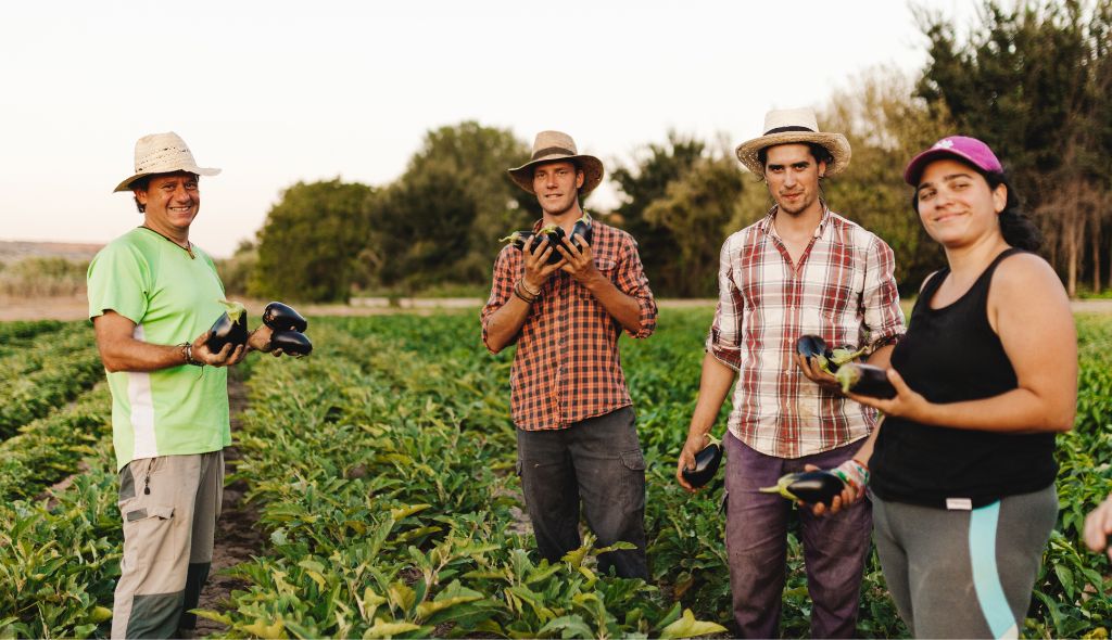 Grupo de agricultores no meio de uma lavoure de berinjelas.