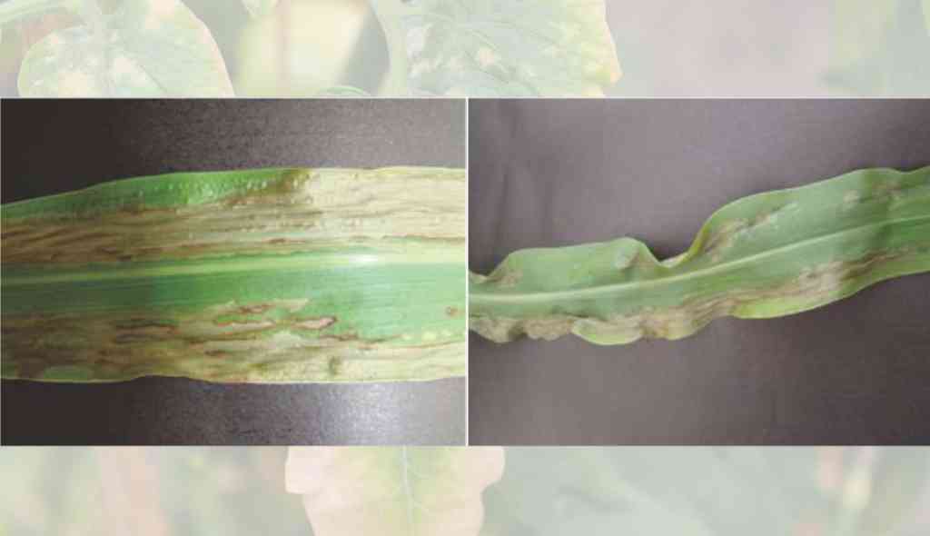 Folhas de sorgo com sintomas de deficiência de Fósforo (P) em diferentes partes da planta de sorgo