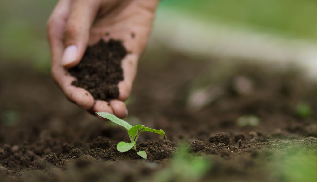 Mão colocando terra adubada em canteiro com muda de almeirão