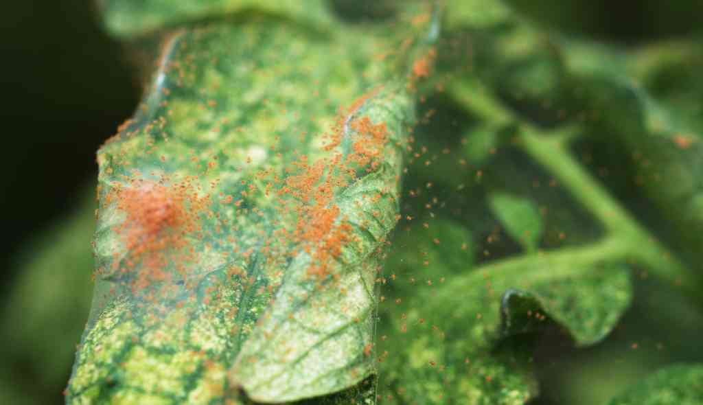 Folha de tomateiro infectado pelo ácaro-rajado (Tetranychus urticae)