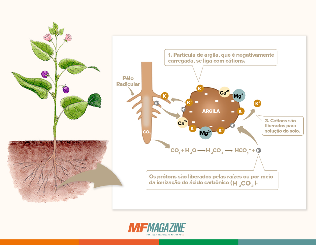 Infográfico ilustrando uma planta com foco na raíz, exemplificando como ocorre a troca catiônica no solo