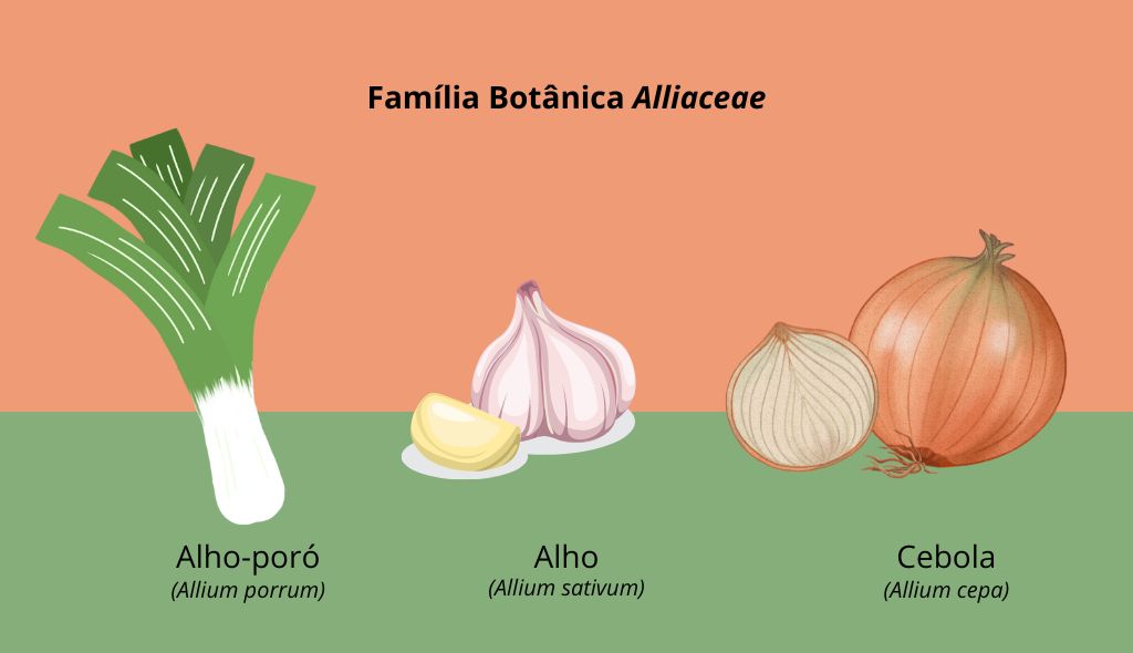 Ilustração da familia botânica Alliaceae com alho-poró (allium porrum), alho (allium sativum) e cebola (allium cepa)