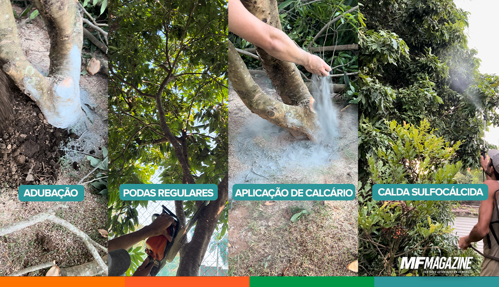 Infográfico com os pilares do manejo da lichia: adubação, podas regulares, aplicação de calcário e calda sulfocálcica