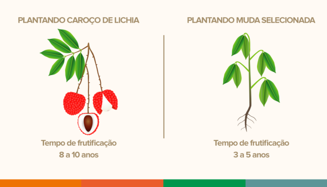 Infográfico de plantio de lichia a partir do caroço (tempo de frutificação de 8 a 10 anos) e com muda (tempo de frutificação de 3 a 5 anos)