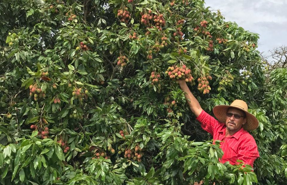 Como plantar e cuidar do pé de lichia