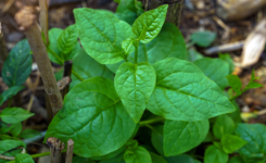 Bertalha: um tesouro nutricional e sustentável para a agricultura moderna