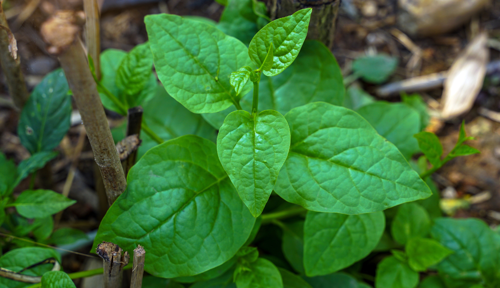 Bertalha: um tesouro nutricional e sustentável para a agricultura moderna