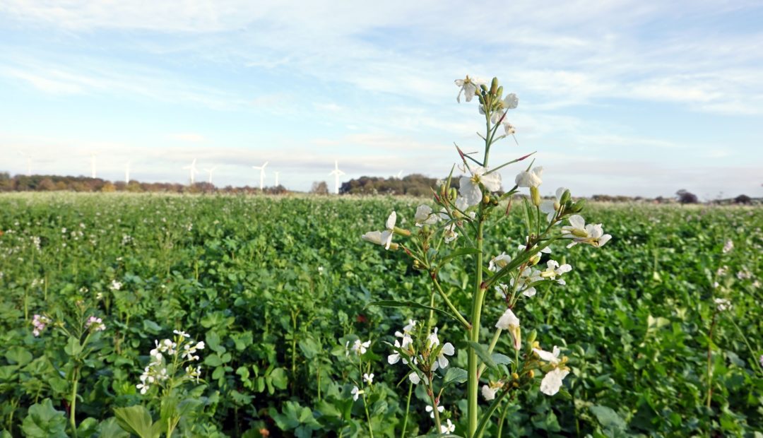 Nabo-forrageiro: aspecto de cultivo, utilização e benefícios