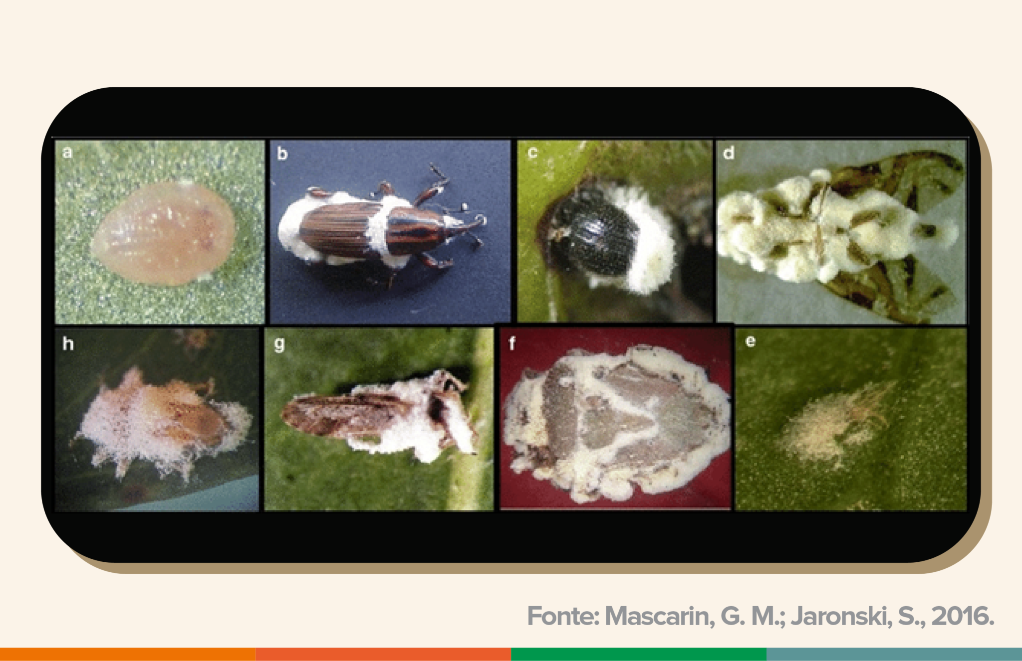 Seis diferentes insetos sendo colonizados pelo fungo entomopatôgenico, que é utilizado para controle biológico de pragar na agricultura