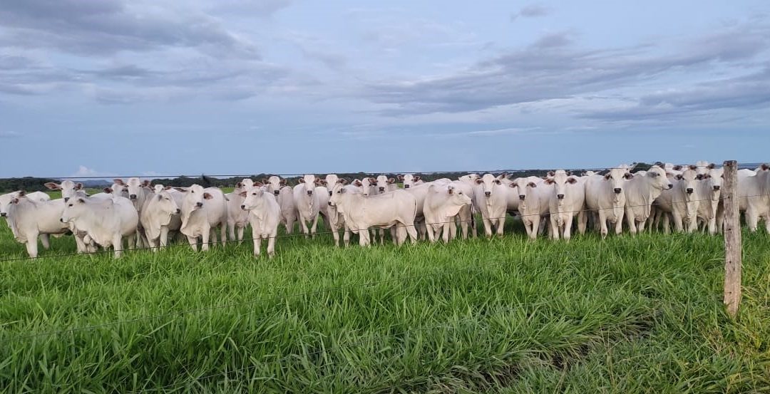 Fazenda no Tocantins conduz avaliação genômica pioneira em novilhas