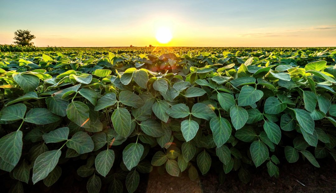 Plantação de soja com pôr-do-sol ao fundo