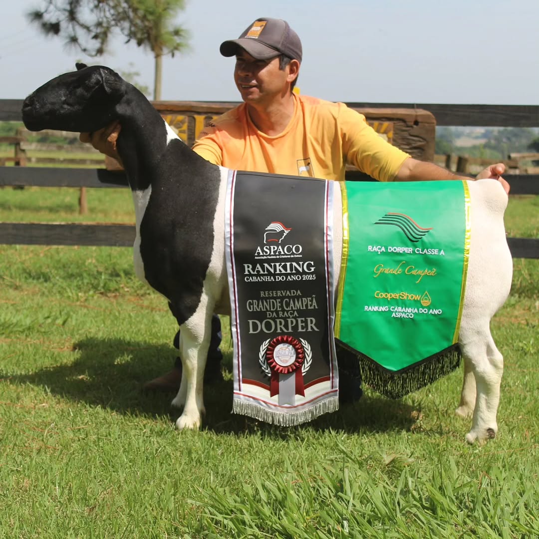 Fêmea Kaiowas Vixxen TE 2362 Homem no campo segura um ovino da raça Dorper premiado. O animal tem pelagem branca com cabeça preta e está usando duas faixas de premiação sobre o corpo: uma preta com detalhes em vermelho e branco, indicando “Reservada Grande Campeã da Raça Dorper” no ranking ASPACO 2025, e outra verde destacando o título de “Grande Campeã” da raça Dorper Classe A na CooperShow. Ao fundo, há uma cerca de madeira, árvores e paisagem rural sob luz natural.