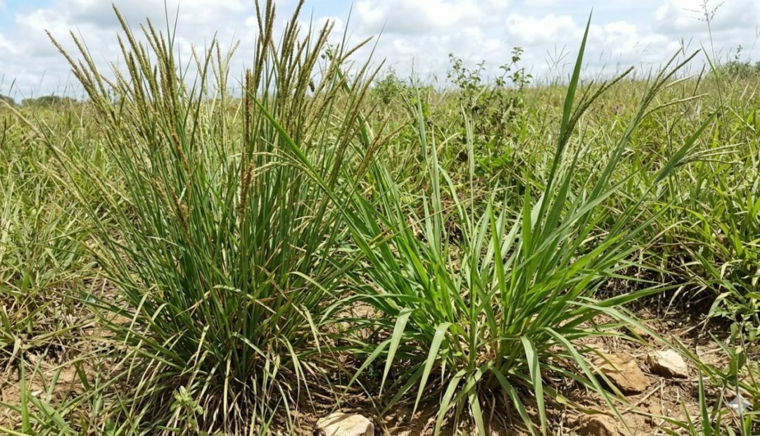 Capim-Capeta e Capim-Navalha: As plantas invasoras que estão reduzindo a lotação das pastagens no brasil