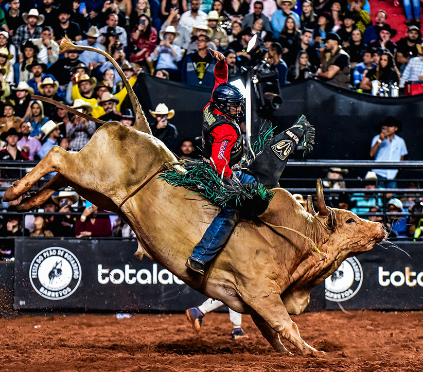 Peão em cima do touro de rodeio na arena de Barretos